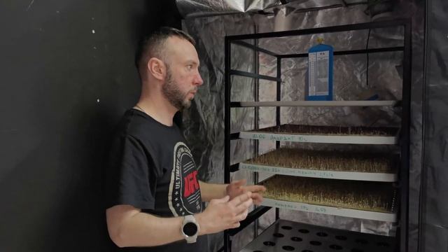 Кольраби /мизуна / тест пропагатора / гидро аэропоника