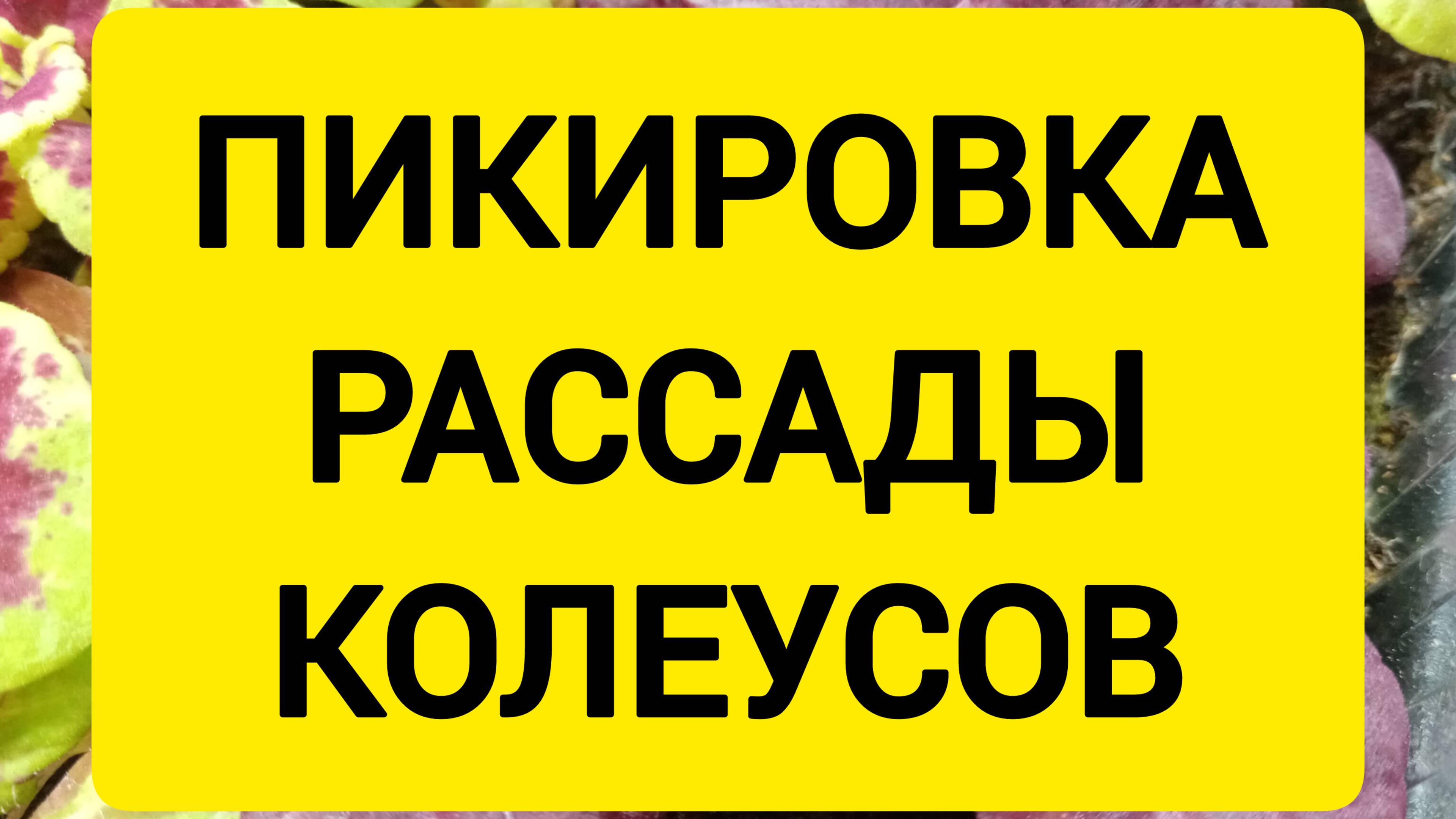 ПИКИРОВКА РАССАДЫ КОЛЕУСОВ