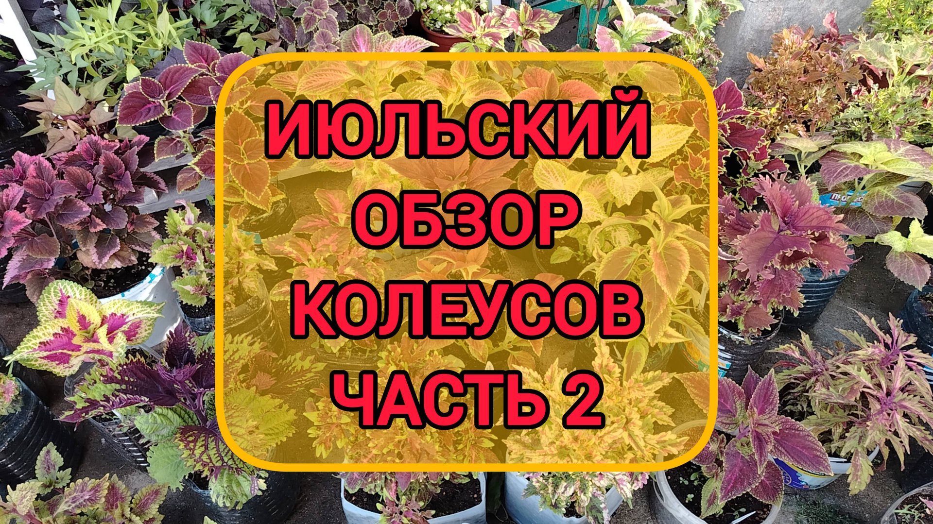 ИЮЛЬСКИЙ ОБЗОР КОЛЕУСОВ ЧАСТЬ 2