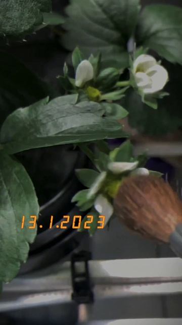 Клубника на аэропонике, хронология