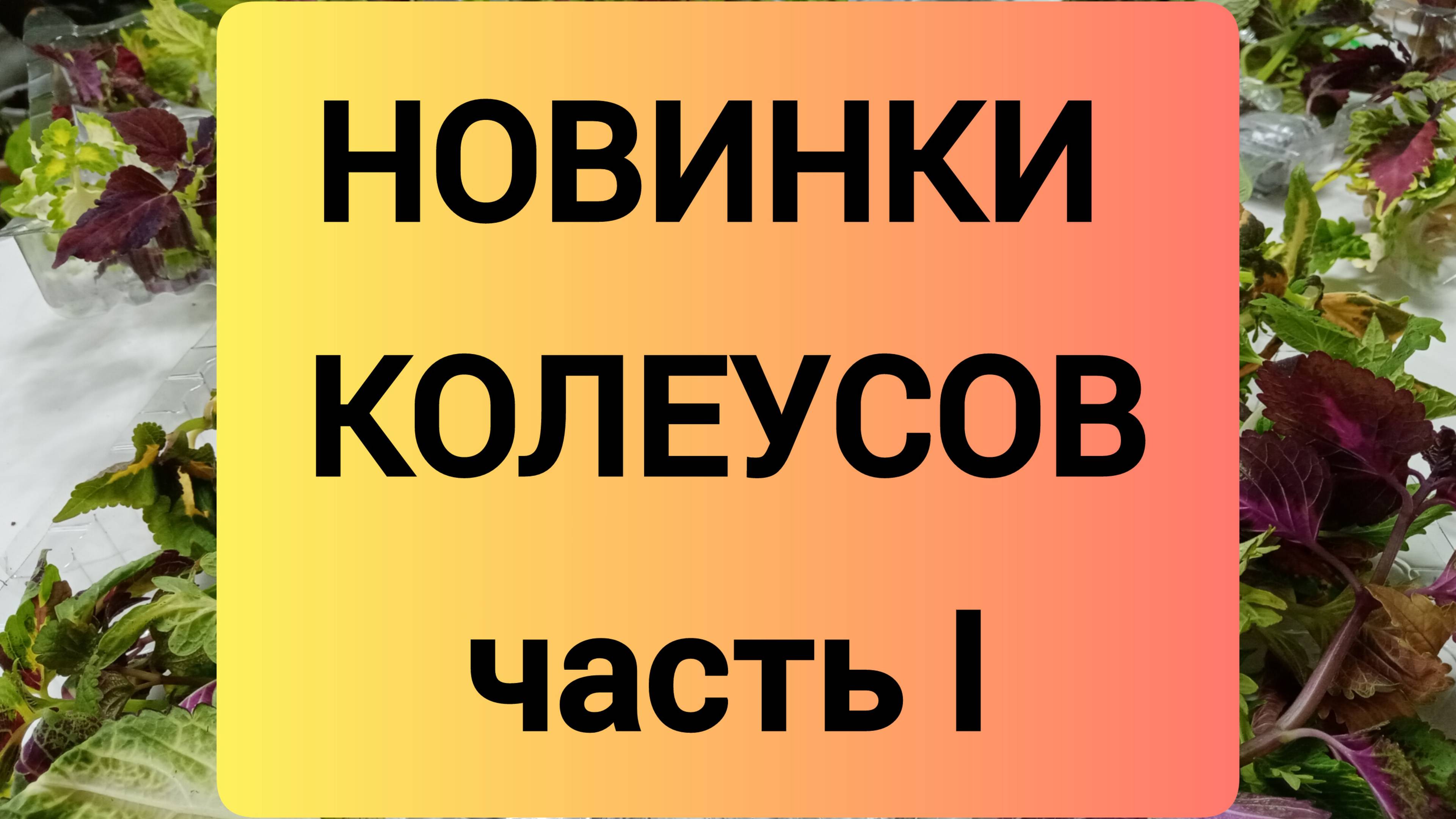 НОВИНКИ КОЛЕУСОВ часть 1