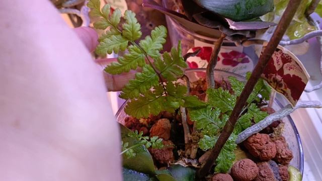 рео и фаленопсис это одно и тоже 🤔неадекватные комментаторы! зацветают орхидеи, приятного просмотра