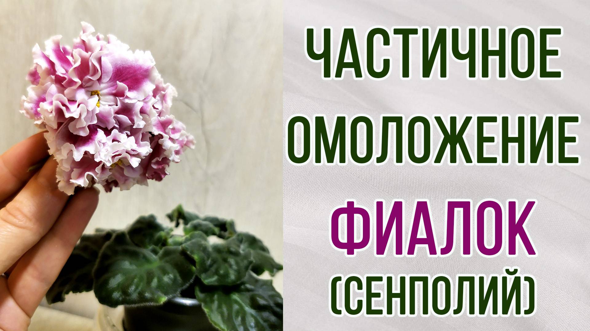 Омоложение фиалок ( сенполий ). Частичное. Для тех, кто боится. Ответы на Ваши вопросы.