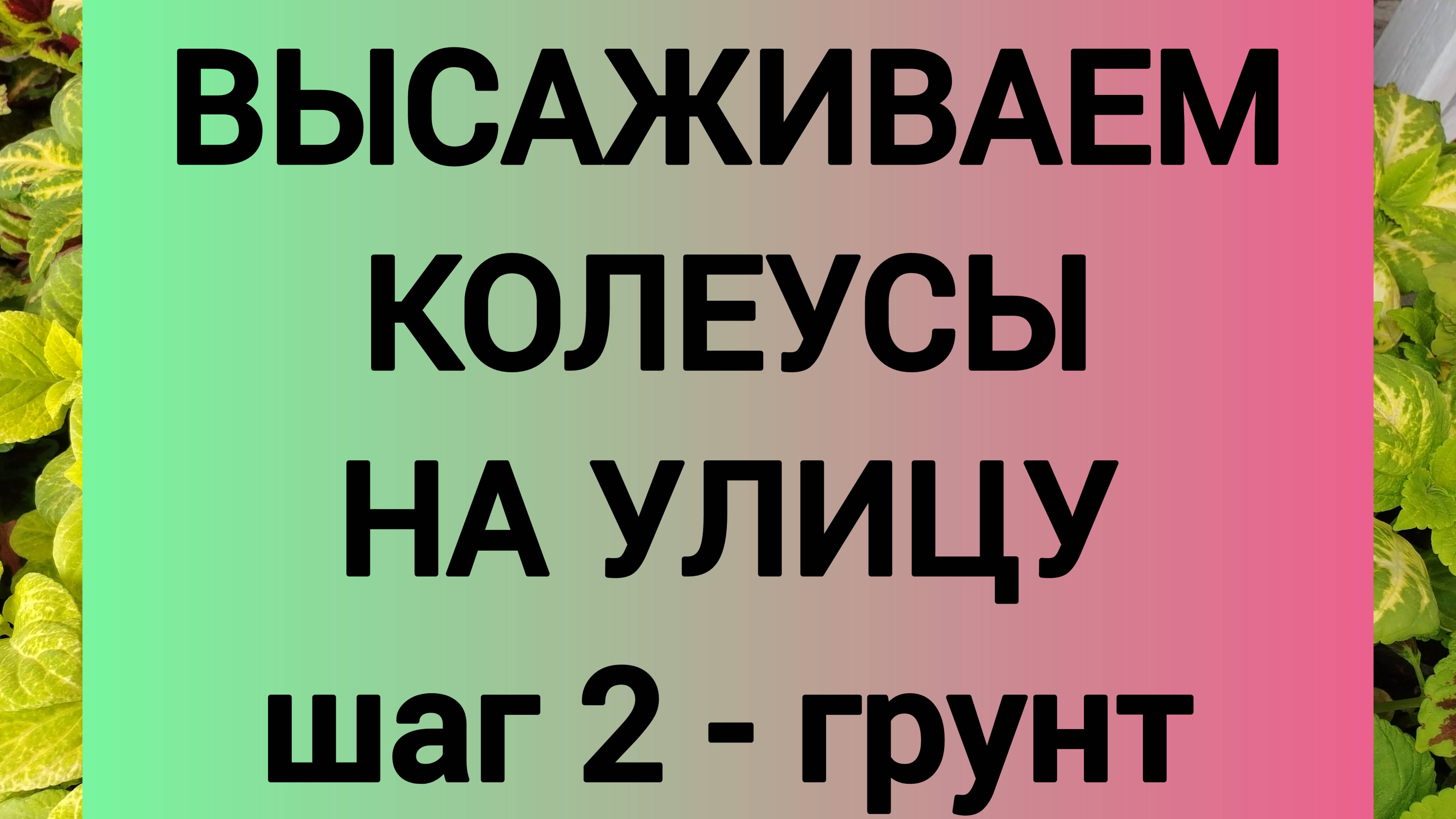ВЫСАЖИВАЕМ КОЛЕУСЫ НА УЛИЦУ. шаг 2 - грунт