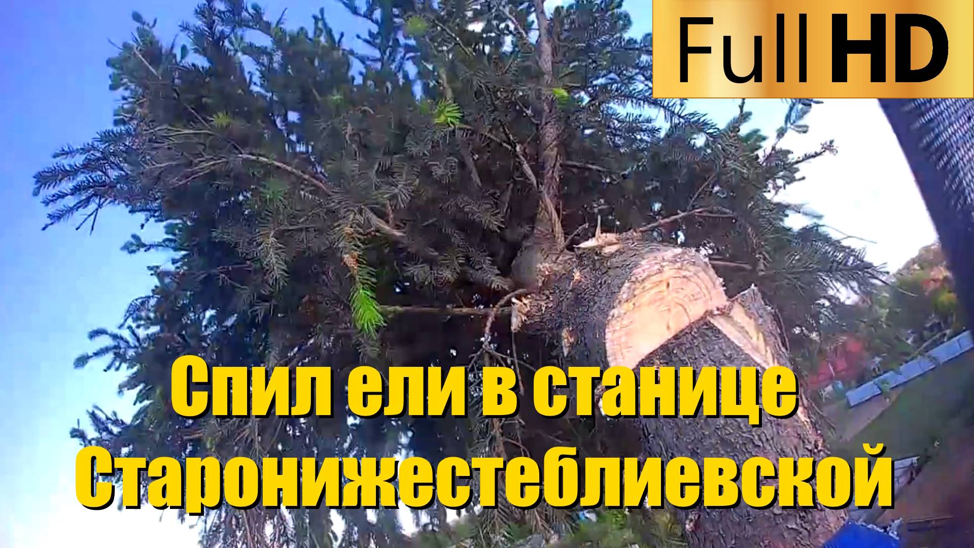Спил ели в станице Старонижестеблиевской Красноармейского района