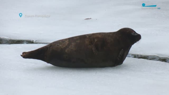 В лесах проснулись гадюки и барсуки, а в городе жителей радует нерпа Карпуша