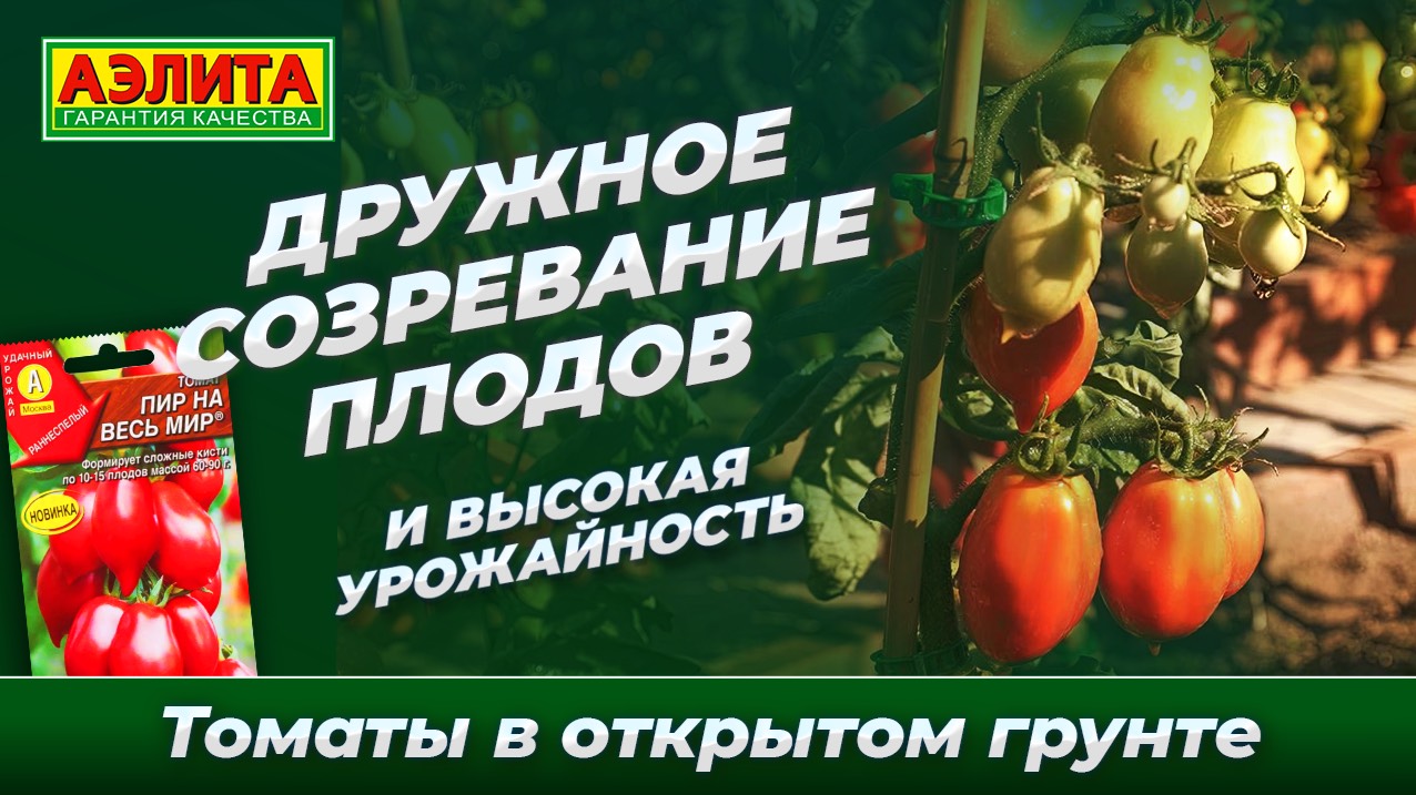 Наш урожайный сорт томата ПИР НА ВЕСЬ МИР в открытом грунте!