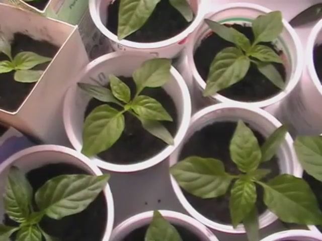 Уход  за рассадой перцев и томатов