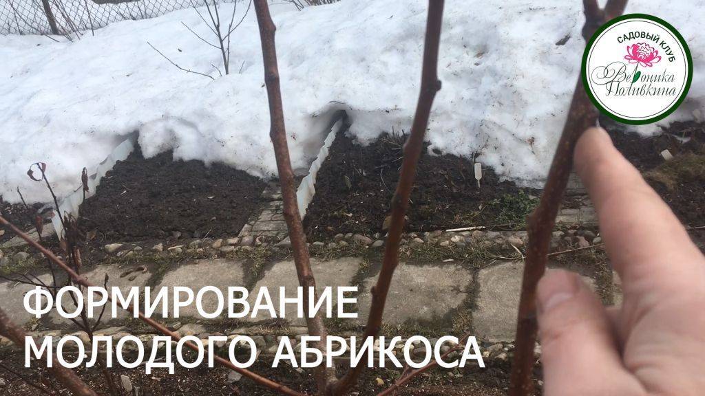 ФОРМИРОВАНИЕ МОЛОДОГО АБРИКОСА