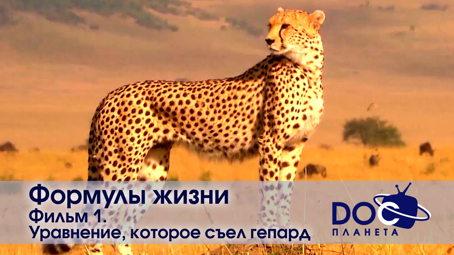 Формулы жизни - Часть 1.Уравнение, которое съел гепард - Документальный фильм