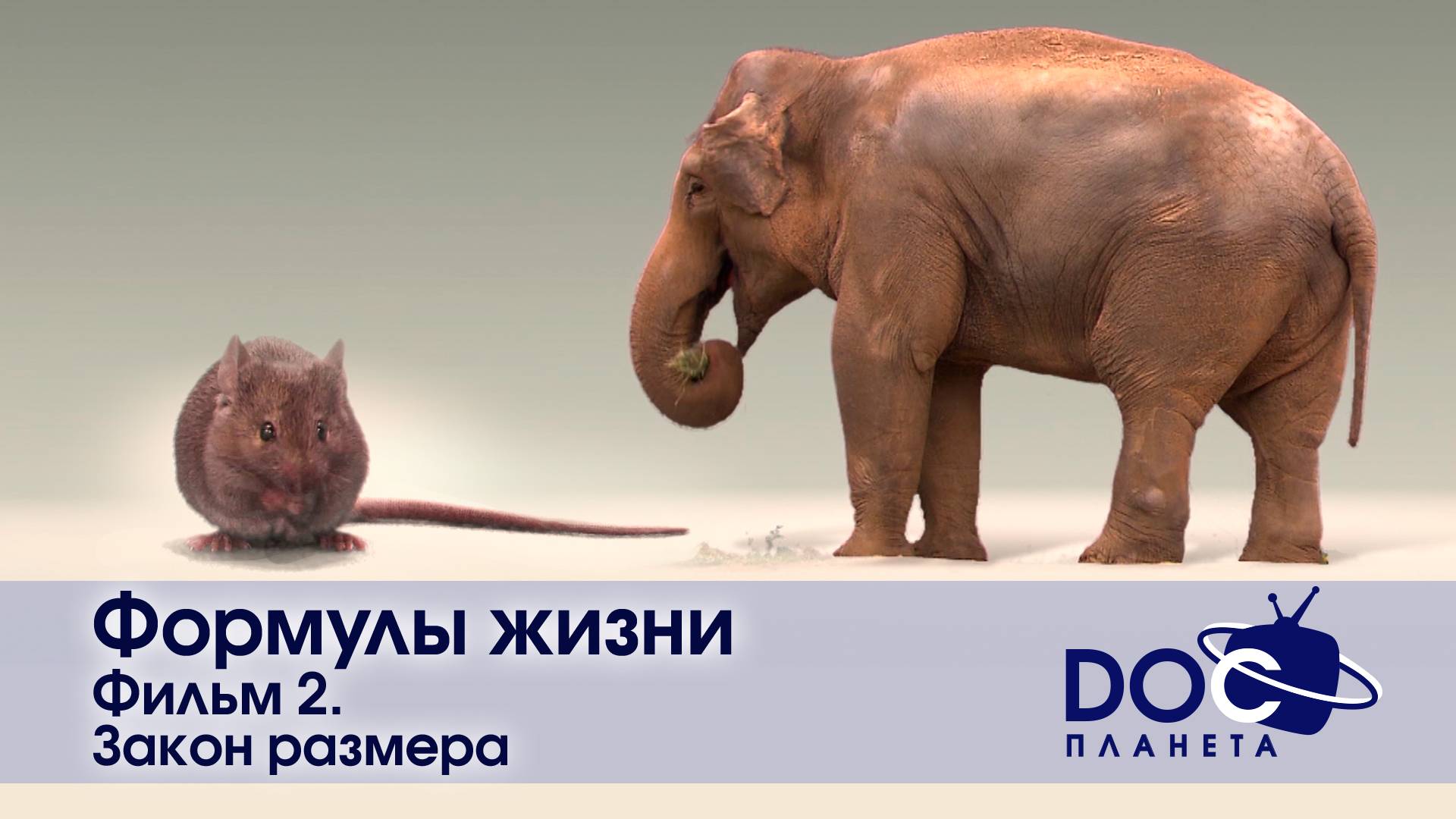 Формулы жизни - Часть 2.Закон размера -Документальный фильм