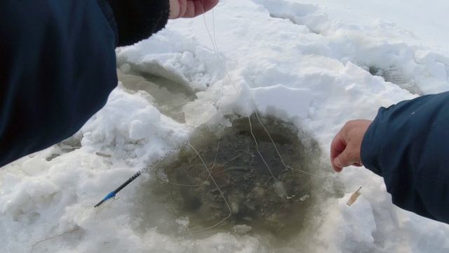 6,Левый берег, ловим верхогляда.2021