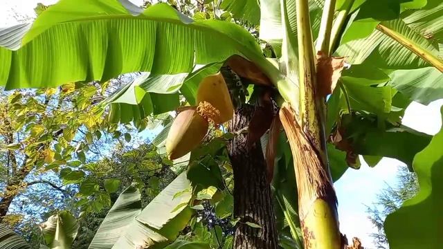 Банановое дерево.