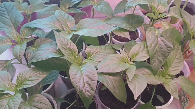 Обзор рассады 2 апреля 25 года и уход за ней.