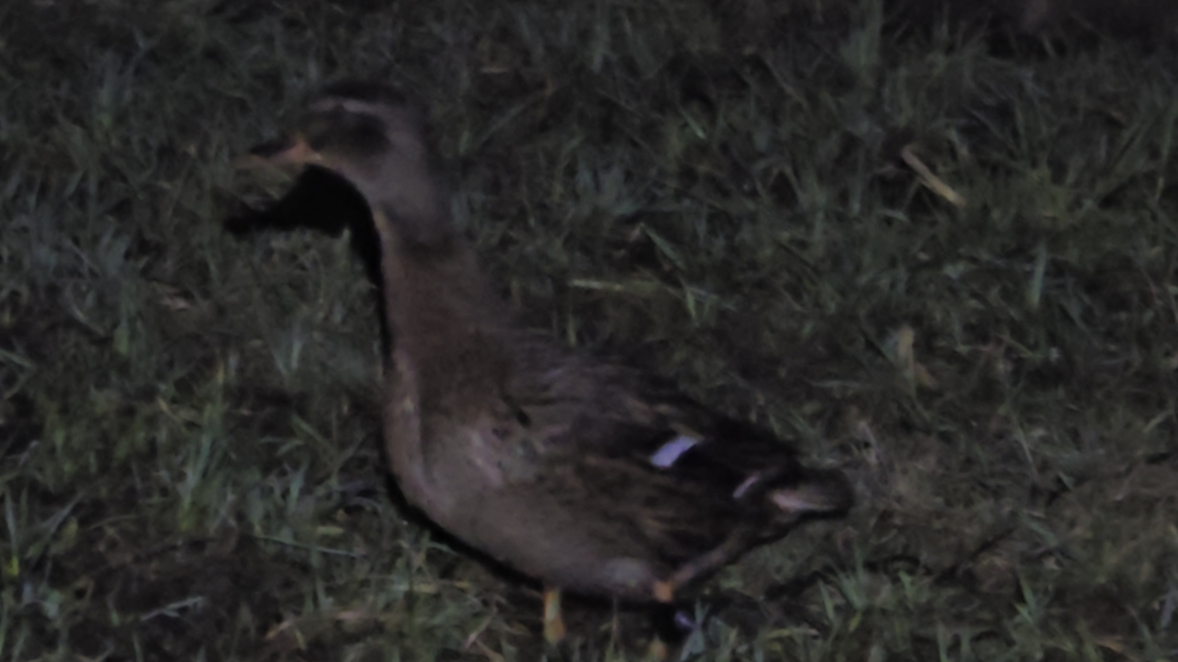 Подсадные работают ночью