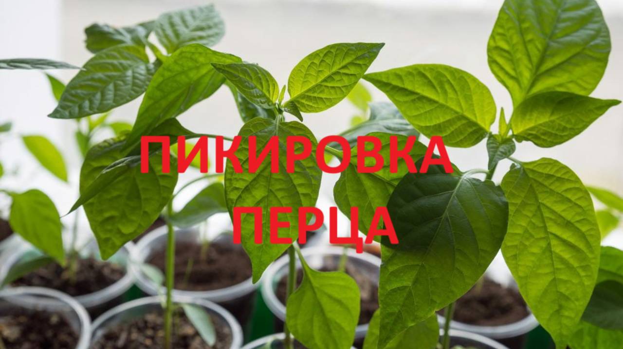 Пикировка перца. ПОДРОБНО,ПОШАГОВАЯ ИНСТРУКЦИЯ!!!! Сравнение перца без пикировки и с пикировкой.