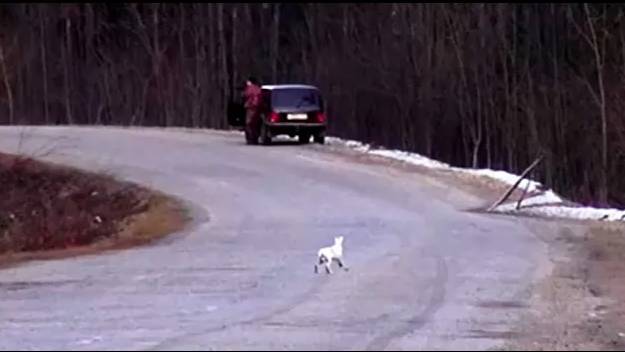 Нагонка РУССКИХ ГОНЧИХ  Свирель, Аргон и Майя 10 мес. вл. Шатров В.А.#охотасгончей#собака#hunting