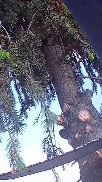 Спиливание верхушки высокой ели с завесом на веревке и плавным спуском