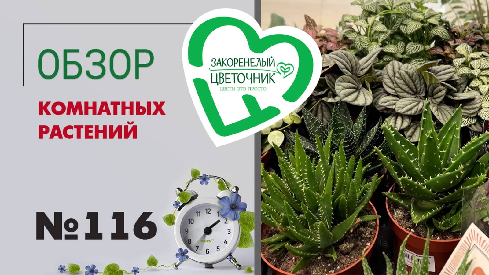 Обзор растений: кактусы, литопсы, эуфорбии, филодендроны, фикусы, антуриумы и не только #116