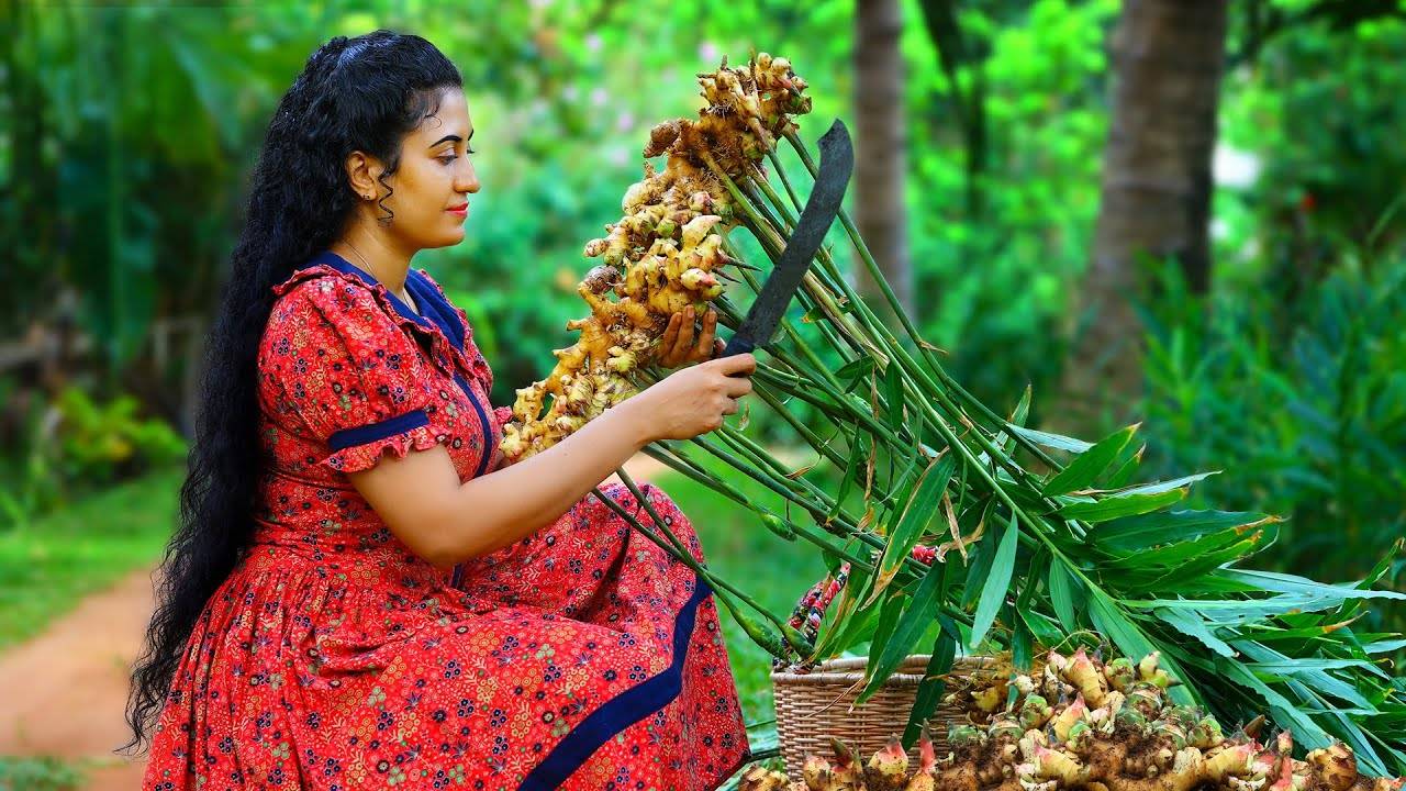 Ginger harvest! I made ginger candy, grape juice & aromatic chicken masala for dinner!