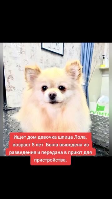 Ищет дом девочка шпица Лола, возраст 5 лет. 
Была выведена из разведения и передана для пристроя.