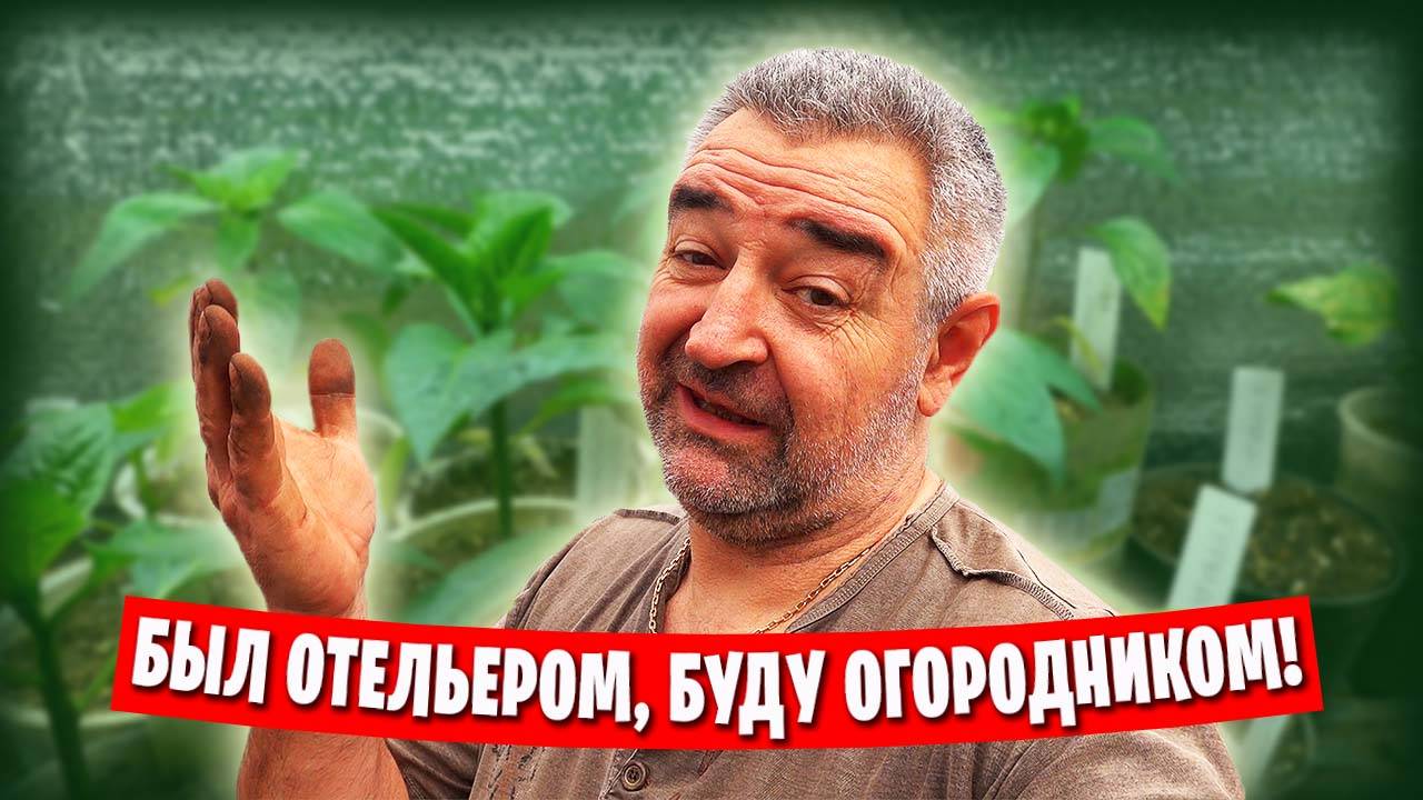 Мой огород и теплица / С баклажанами беда! / Распикировал сельдерей, редиска попёрла!