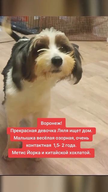 Ляля, девочка вызволенная из адской квартиры, где еще было 60 собак.