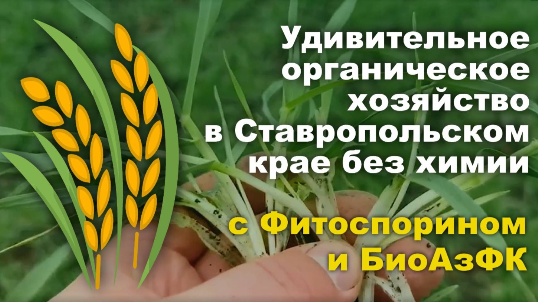Фитоспорин против корневой и прикорневой гнили озимой пшеницы, БиоАзФК - азот,фосфор, калий.БашИнком