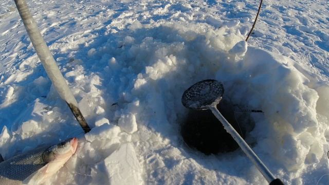 10,Проверка перемёта, снимаю подпуска, ловим верхогляда.2021