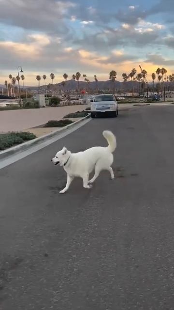 Собака танцевака