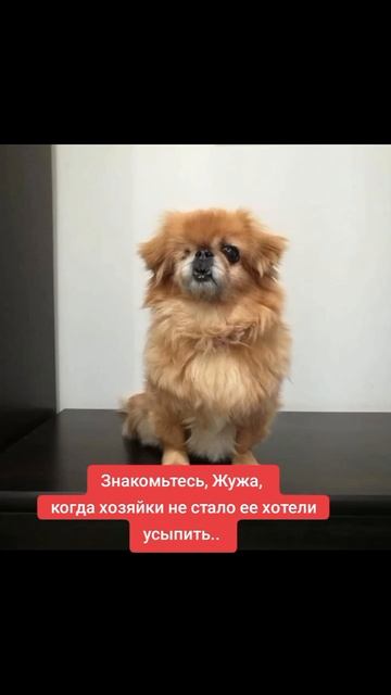 Друзья, представляем вам Жужу. 
Эту милую собачку хотели усыпить, когда ее хозяйка умерла.