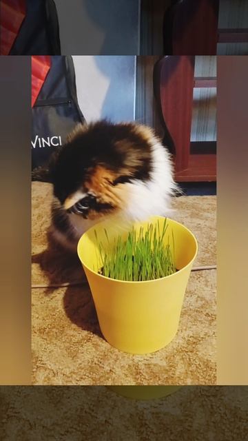 Вкусняшка для Нюши ☘️