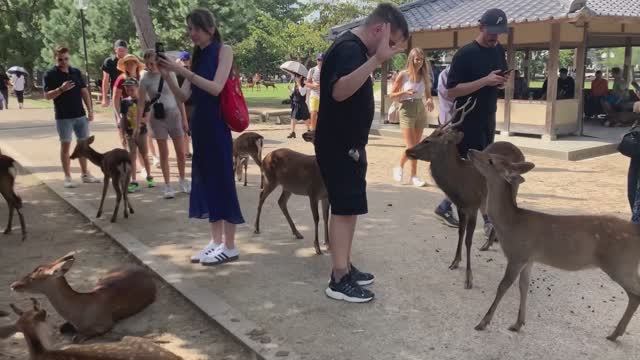 Путешествие в Японию | прогулка по г.Нара | японский сад, часть 2