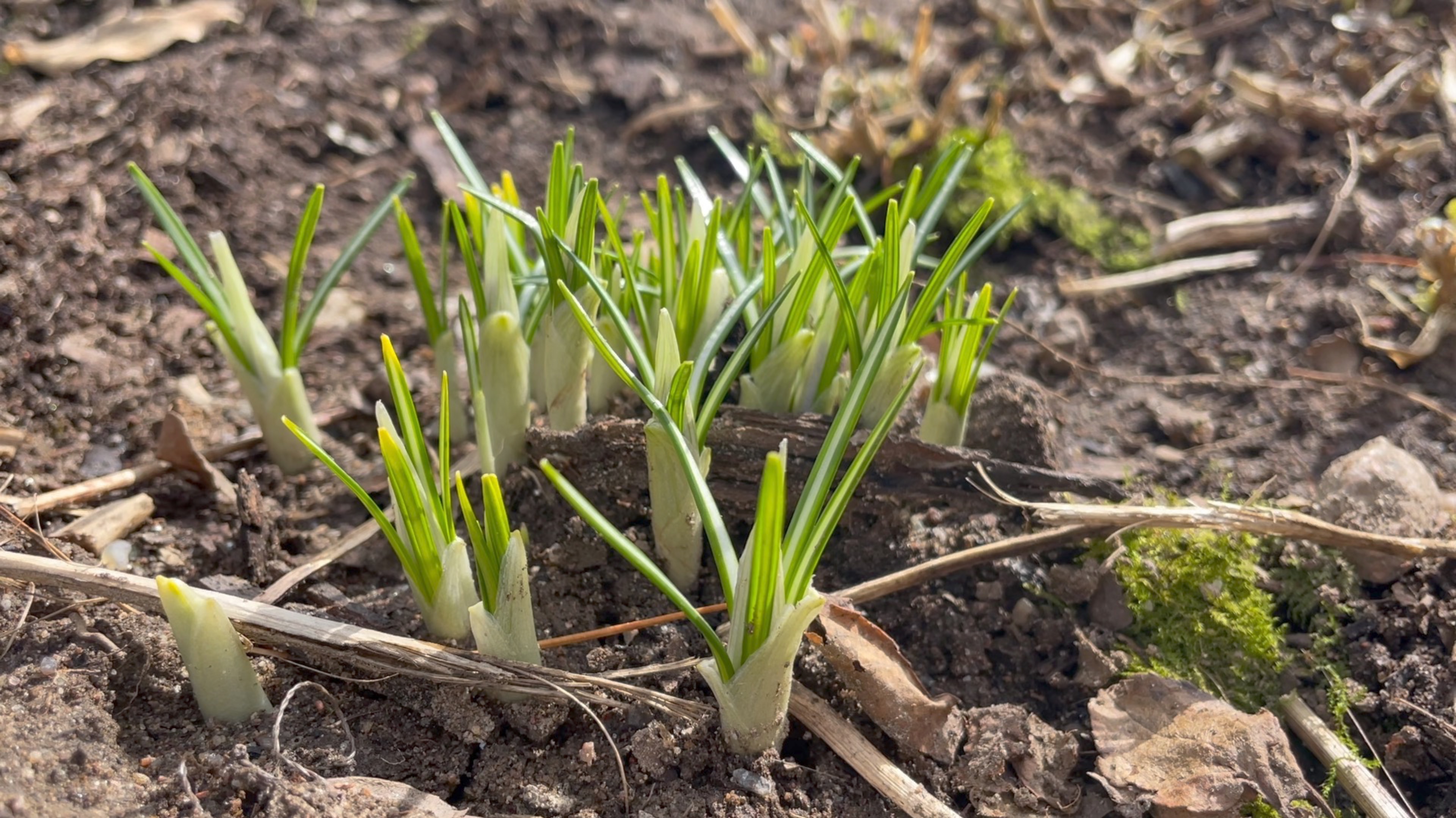 Весна в Саду 29 и 30 марта 2025