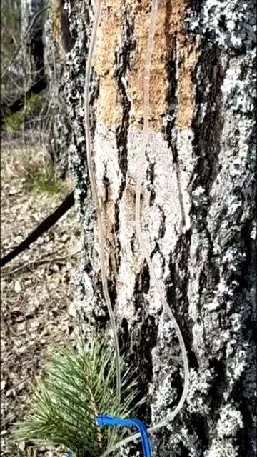 Приспособление для сбора березового сока