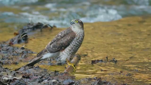 Евразийский ястреб-перепелятник пьет из реки. Eurasian Sparrowhawk at the River