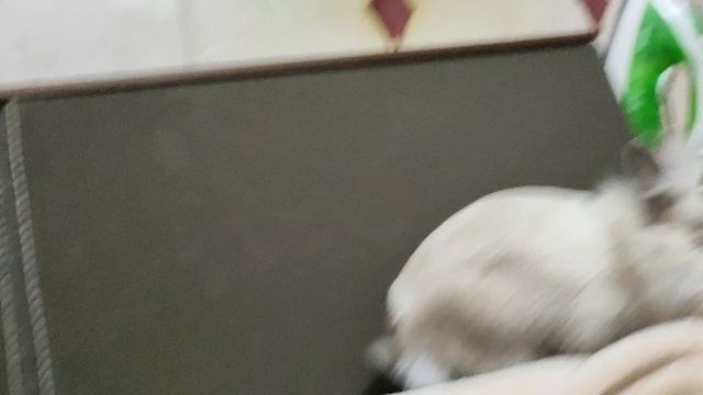 Милый кролик Путька ❤