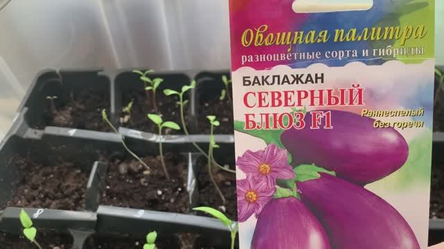 Рассада через 10 дней: перцы, томаты, баклажаны, цветы.