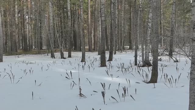 ИЩУ ГЛУХАРИНЫЙ ТОК В ПЕРСПЕКТИВНОМ МЕСТЕ