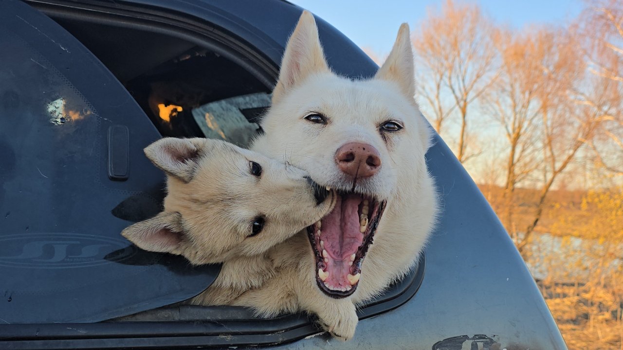 С лайками и щенком по реке