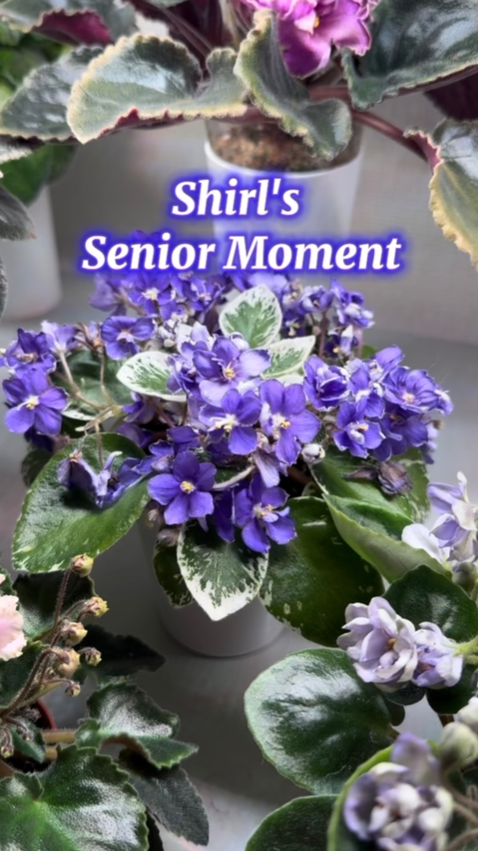 Сеньор Момент