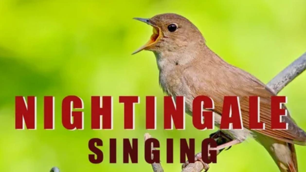 Как поет соловей. Nightingale singing