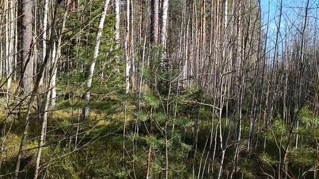 Осиновое масло . Масло с почками осины и тополя. Различные варианты масел