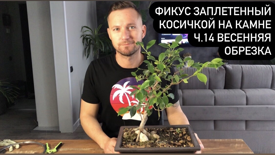 Фикус заплетенный косичкой на камне Ч.14 Весенняя  обрезка