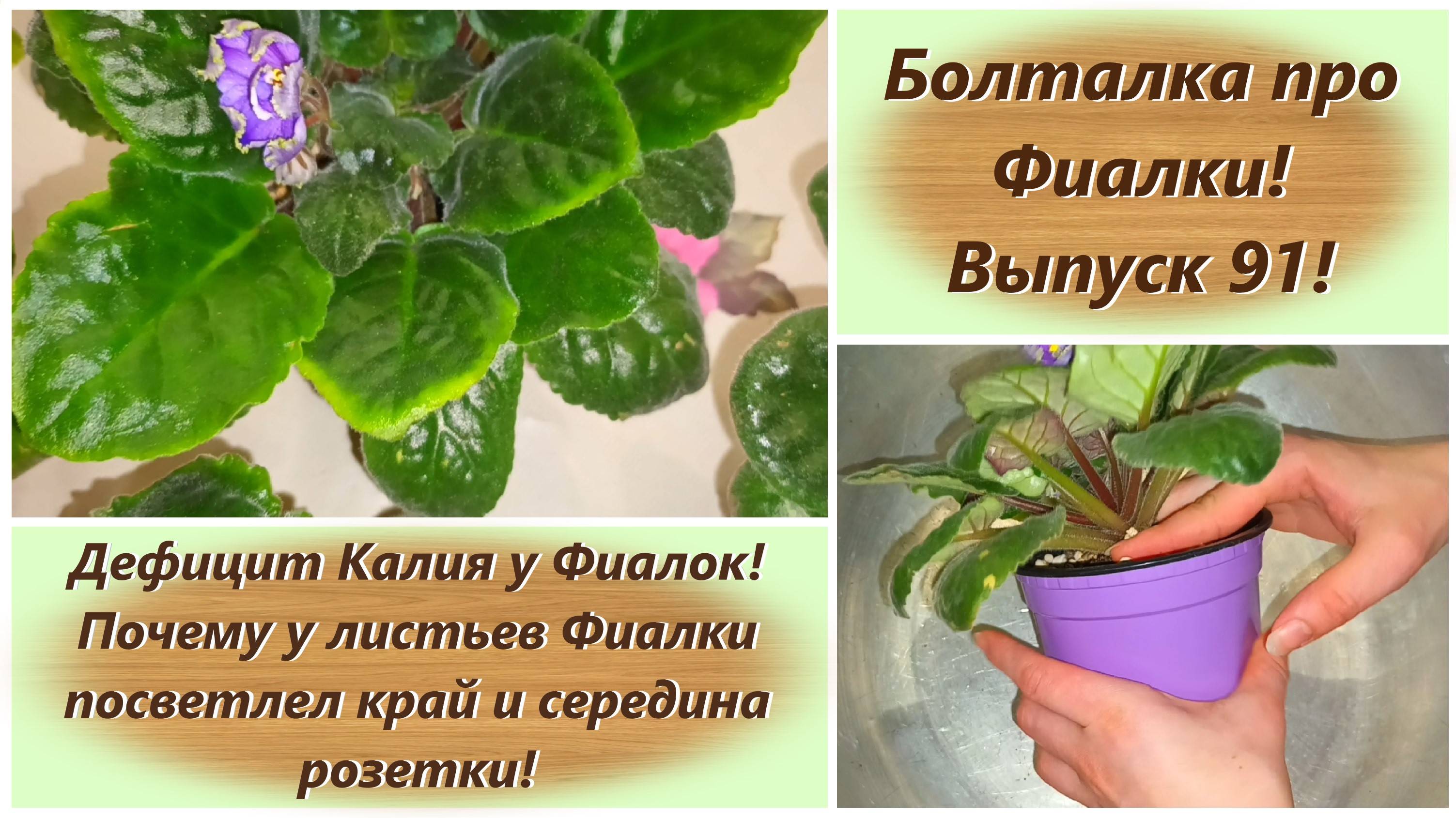 Болталка про Фиалки! Выпуск 91! Дефицит Калия у Фиалок!