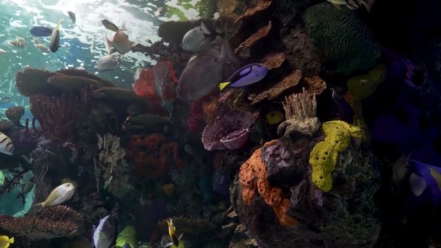 Аквариум мечты 🐠