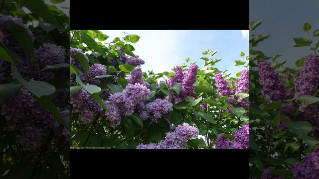 Катилась(по асфальту ,А.Новиков, прекрасное соло флейты, молодость, первая любовь, браво А. В.!