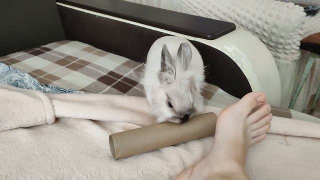 Весёлый милый кролик Путька❤