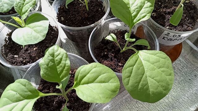 РАССАДА МЕСЯЦ ОТ ПОСЕВА.