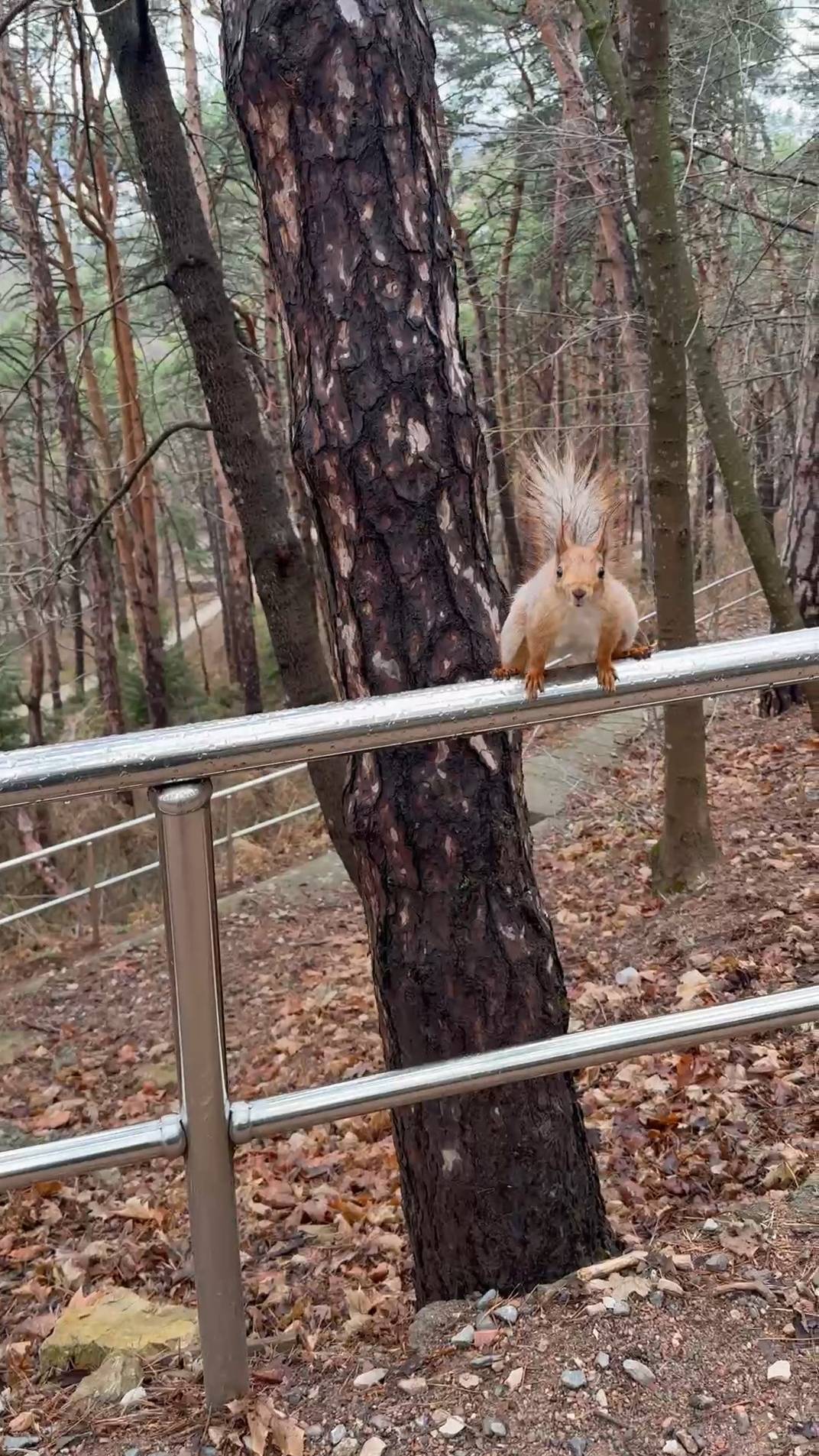 Ручные белки на тропе Кисловодского парка